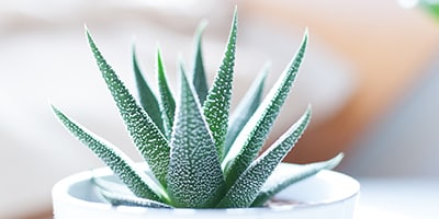 Beautiful Seasonal Flowers Banner